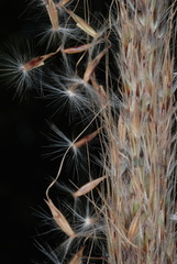 Saccharum brevibarbe