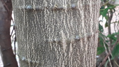 Pithecellobium dulce