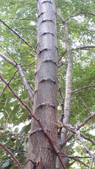 Pithecellobium dulce