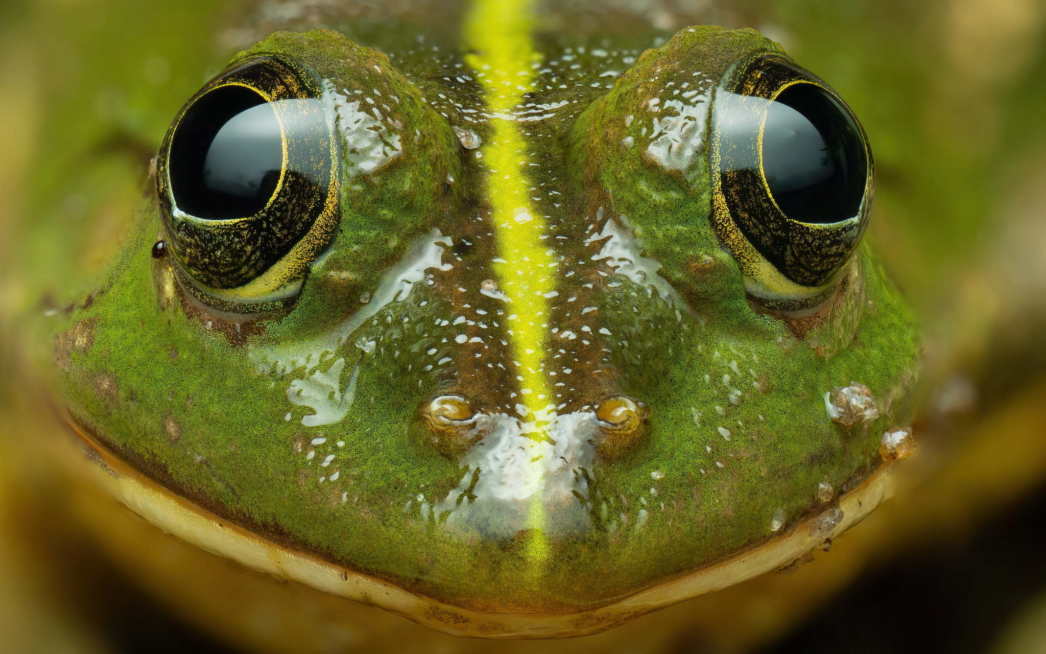 Green Pond Frog