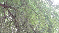 Pithecellobium dulce