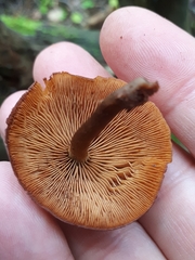 Gymnopilus picreus