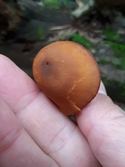 Gymnopilus picreus