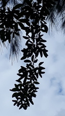 Pithecellobium dulce