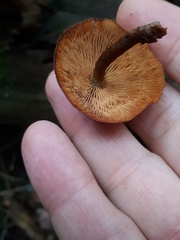 Gymnopilus picreus