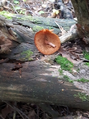Gymnopilus picreus
