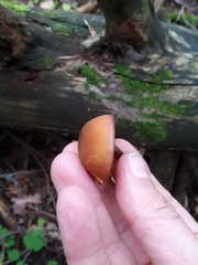 Gymnopilus picreus