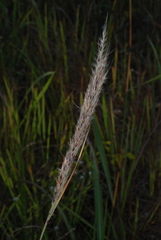 Saccharum brevibarbe