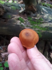 Gymnopilus picreus