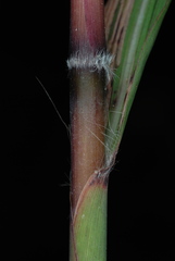 Saccharum brevibarbe