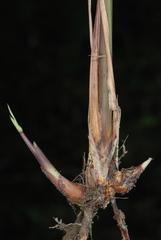 Saccharum brevibarbe