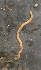 Bipalium pennsylvanicum