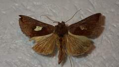 Autographa bractea