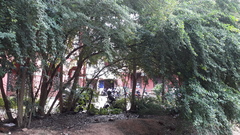 Pithecellobium dulce