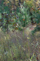 Saccharum brevibarbe