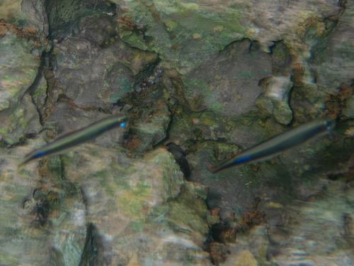 Poreless dartfish (Parioglossus aporos) — Microdesmidae
