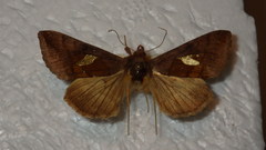 Autographa bractea