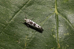 Ypsolopha sequella