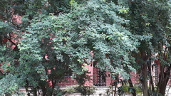 Pithecellobium dulce