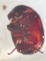 Germarostes globosus