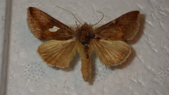Autographa bractea