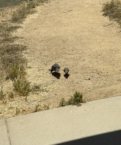 iNaturalist observation photo of California Quail