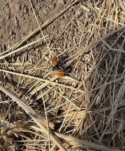 iNaturalist observation photo of Dasymutilla coccineohirta