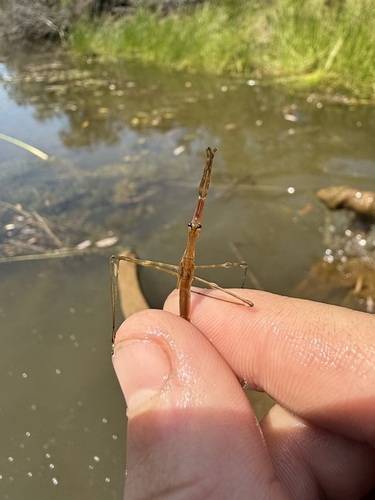 iNaturalist observation photo of Ranatra