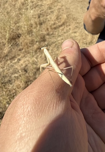 iNaturalist observation photo of European Mantis