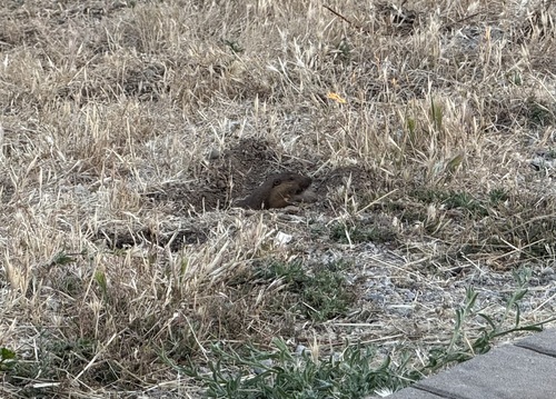 iNaturalist observation photo of Botta's Pocket Gopher