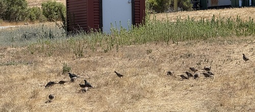 iNaturalist observation photo of California Quail