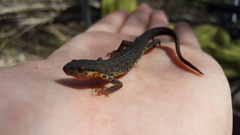Notophthalmus meridionalis