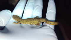 Notophthalmus meridionalis
