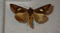 Autographa bractea