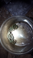 Notophthalmus meridionalis