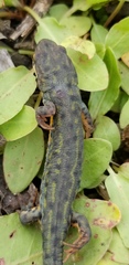 Notophthalmus meridionalis