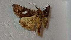 Autographa bractea