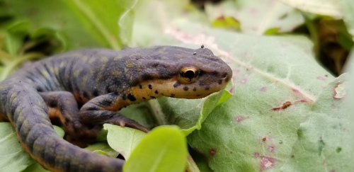 Black-spotted Newt