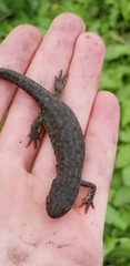 Notophthalmus meridionalis