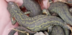 Notophthalmus meridionalis
