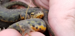 Notophthalmus meridionalis