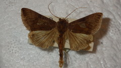 Autographa bractea