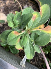 Magnoliopsida