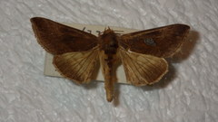 Autographa bractea