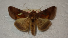 Autographa bractea