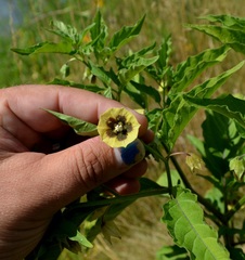 Physalis longifolia subglabrata