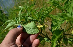 Physalis longifolia subglabrata