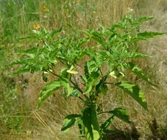Physalis longifolia subglabrata