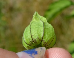 Physalis longifolia subglabrata