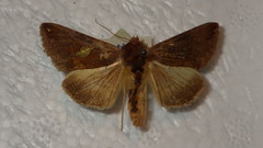 Autographa bractea